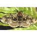 Japanese Owl Moth Brahmaea japonica 4 pupae Japanese Owl Moth Brahmaea japonica 4 pupae